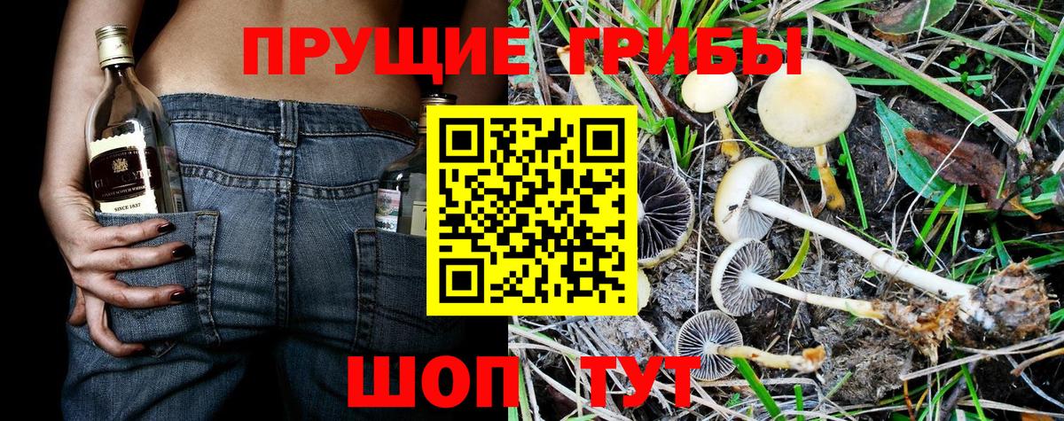 Псилоцибиновые грибы Cubensis  Вход с VPN  Верхняя Пышма 